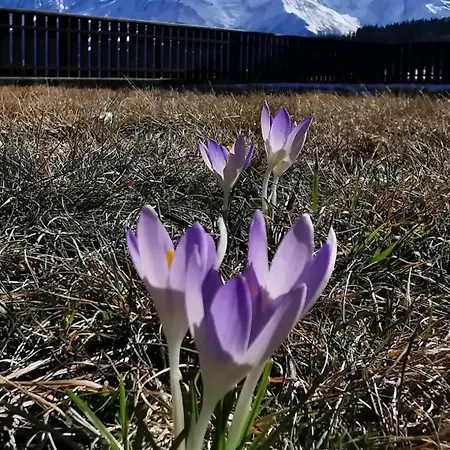 Διαμέρισμα La Terrasse Du Mont Blanc Cordon